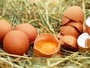 Egg Yolks for Good Fertility