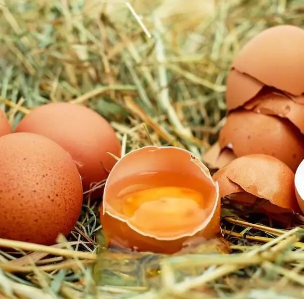 Egg Yolks for Good Fertility