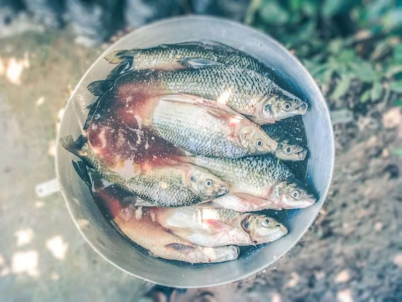 Fish and Seafood for Good Fertility