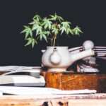 Benefits of CBD Oil for Women, Part One