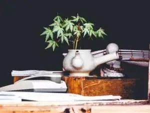 Benefits of CBD Oil for Women, teapot holding marijuana plant