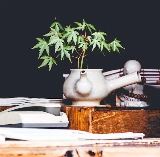 Benefits of CBD Oil for Women, teapot holding marijuana plant