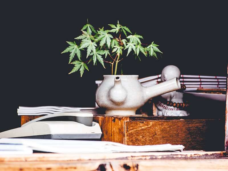Benefits of CBD Oil for Women, teapot holding marijuana plant